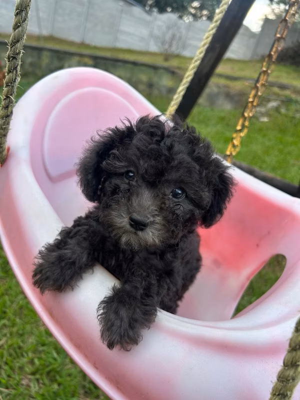 French poodle