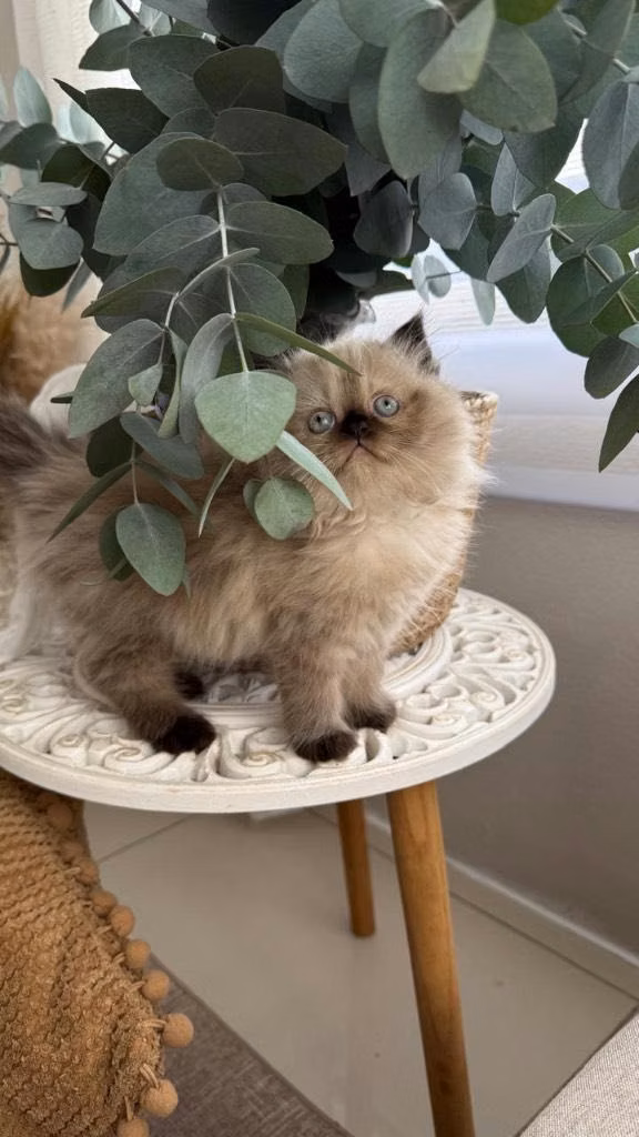 Hermosos Gatos Persa