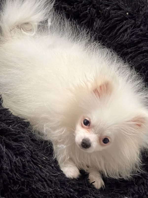Pomeranian macho blanco 