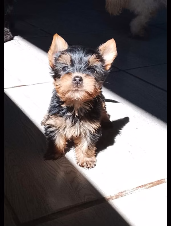 Cachorra Yorkie hembra adopcion
