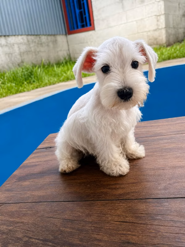 Snauchzer miniatura blanco 