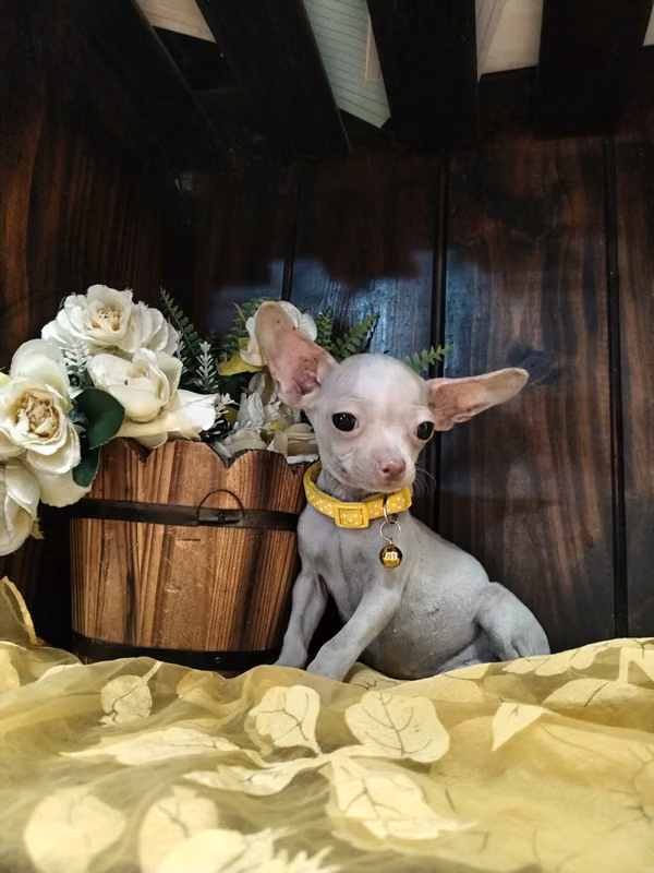 Chihuahua hembra 125000 