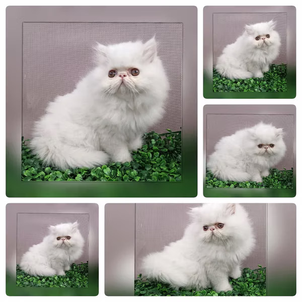 Vendo gatitos persas  