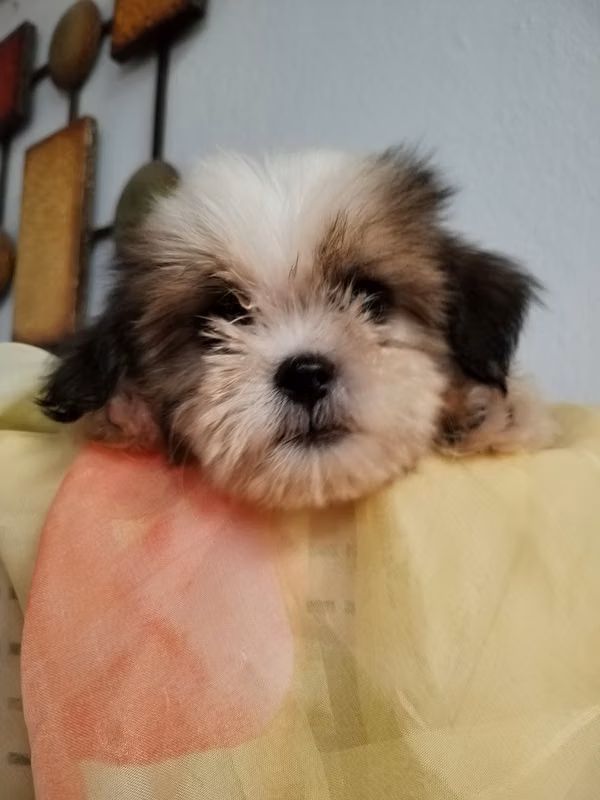 Shitzu male 165000