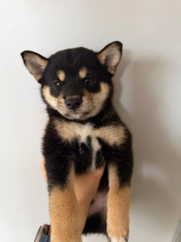 Cachorros Shiba Inu