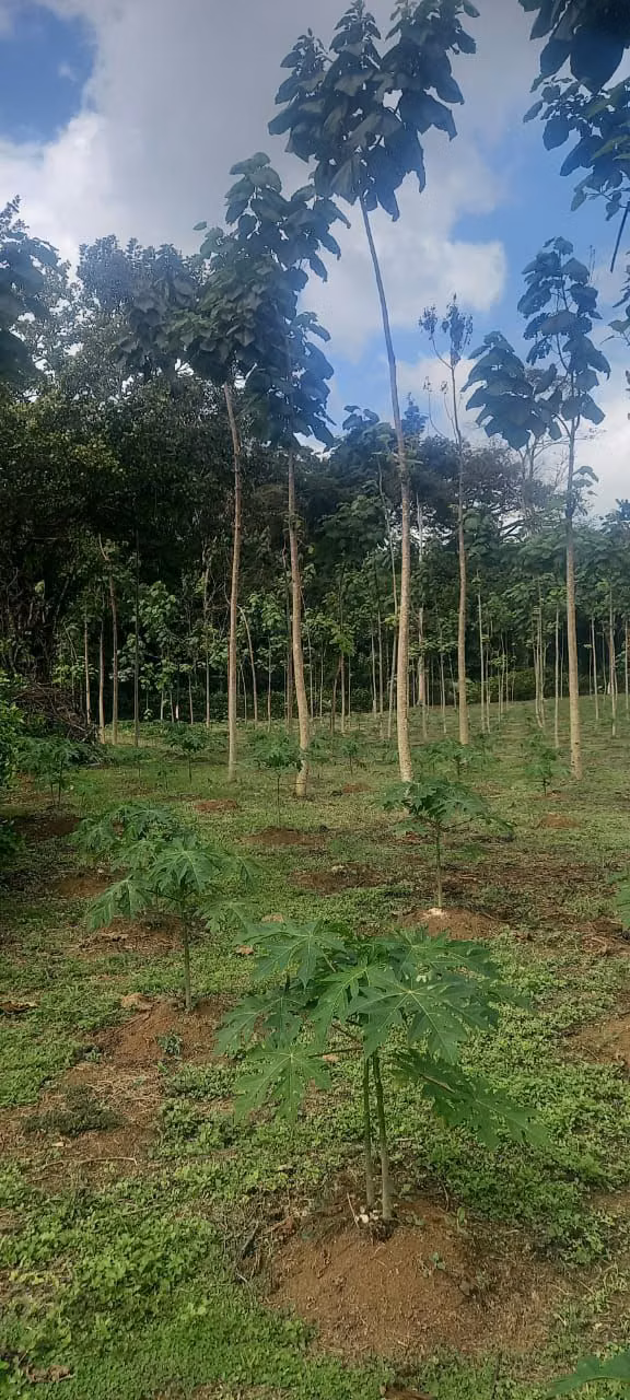 Finca de 10.519 m2 en La Perla, La Fortuna San Carlos