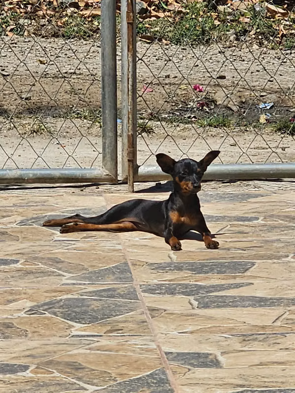 Linda perrita doberman Pincher  