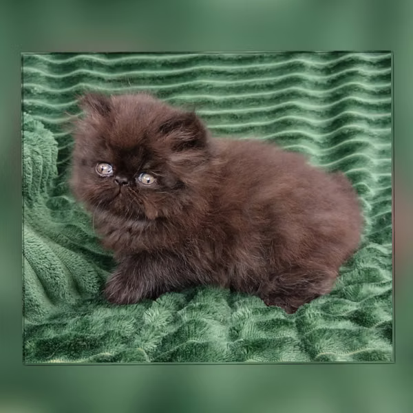 Male Persian
