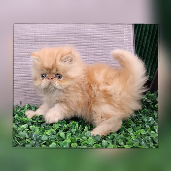 Sell Persian