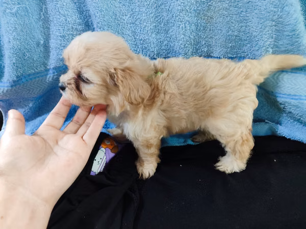 Males Maltese pequines