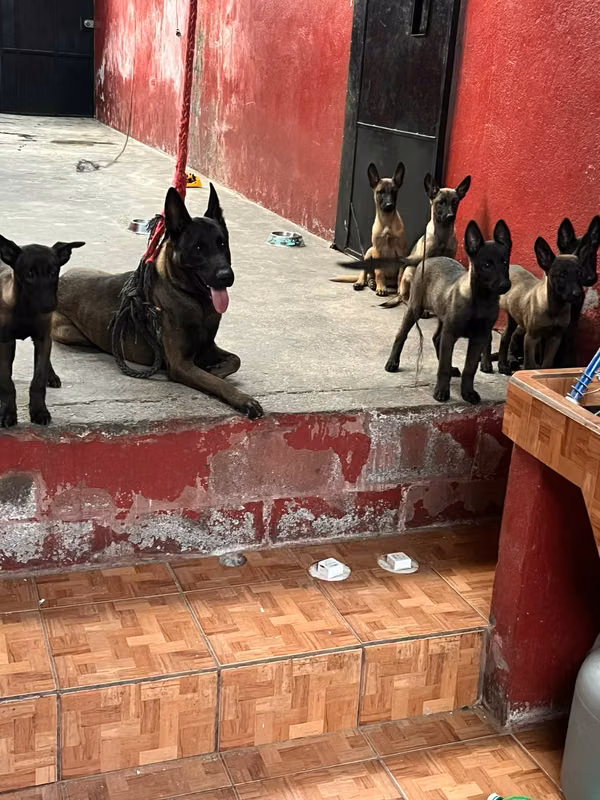 Belga Malinois pastor dogs