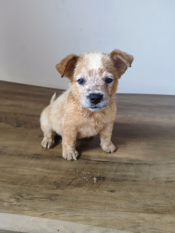 Australian female shepherd sell