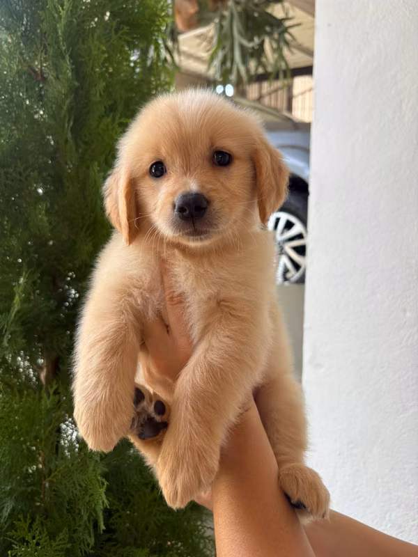 Golden Retriever Female