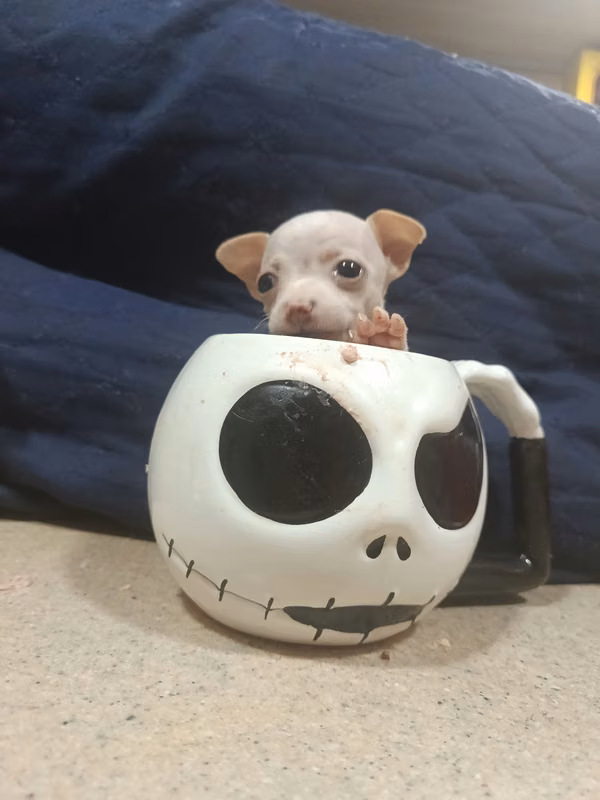 Chihuahua