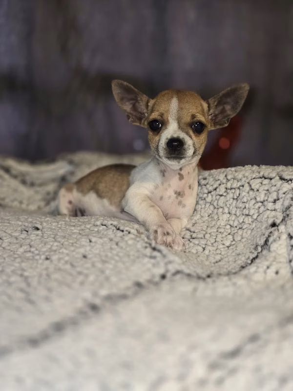 Precioso MACHO chihuahua 