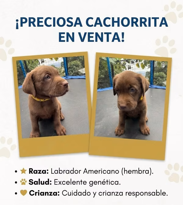 Machos 230000 and females 260000
