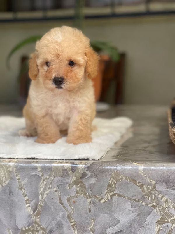 French poodle 