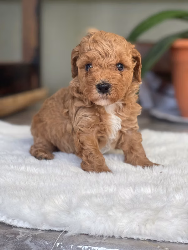 French poodle