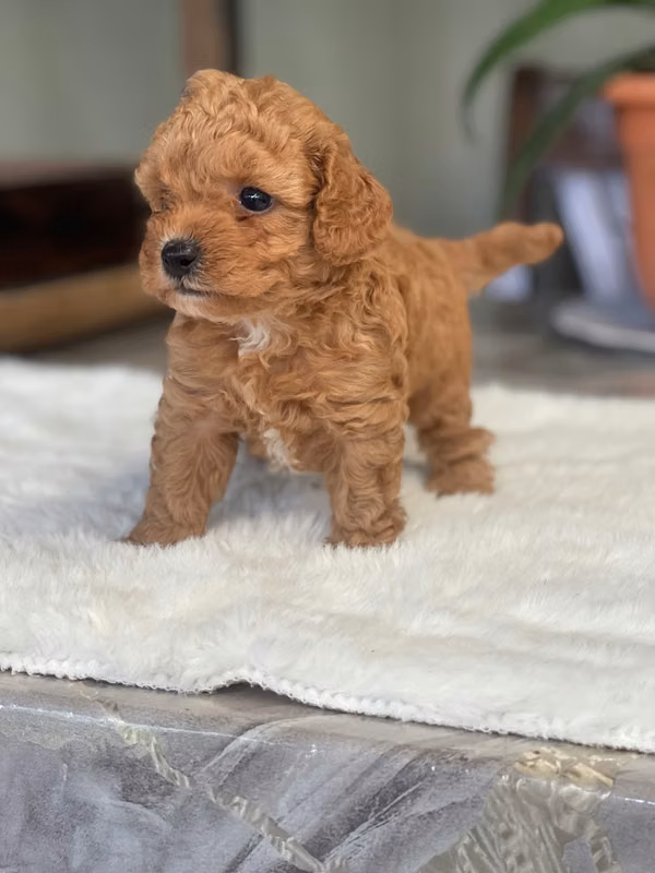 French poodle 