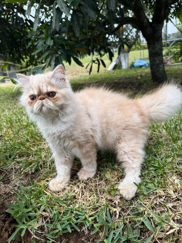 Perse three eyes