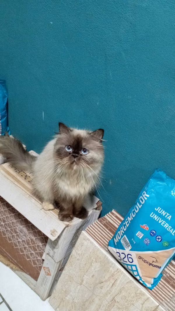 Gatos himalaya 