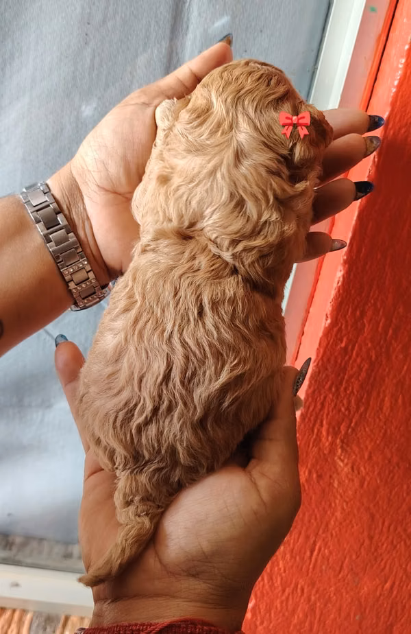 Maltipoo dog