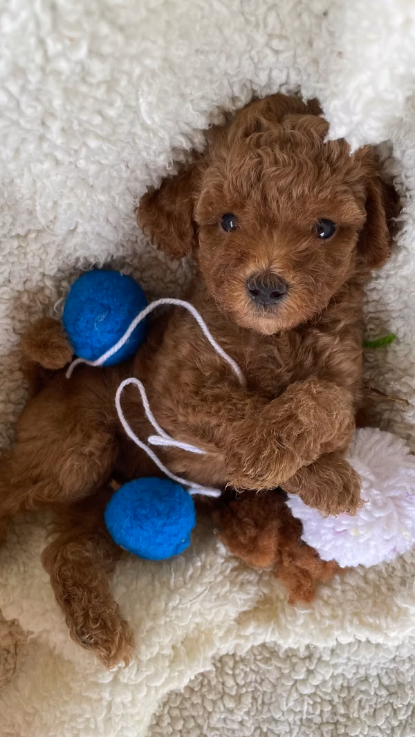 French Poodle