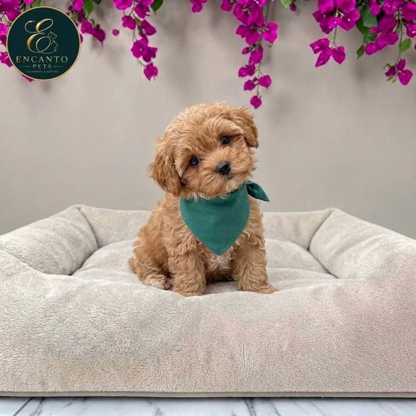 Maltipoo cachorro