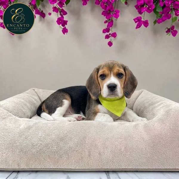 BEAGLE POCKET TRADITIONAL AMERICAN Cachor available