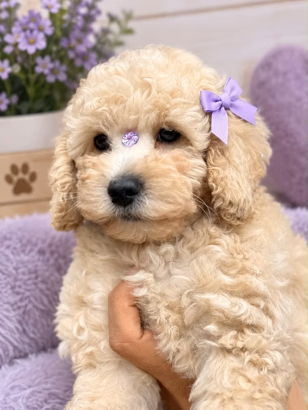 BEAUTIFUL FEMALE, FRENCH POODLE