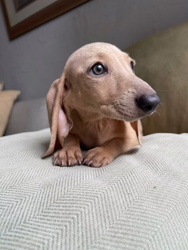 Isabella color sausage, super right back, is a beauty, already vaccinated