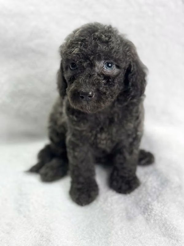 Caniche Blue 