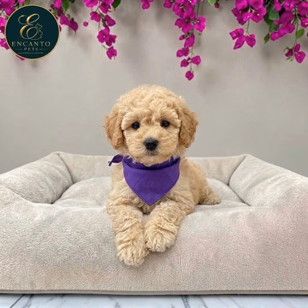 French Poodle Mini