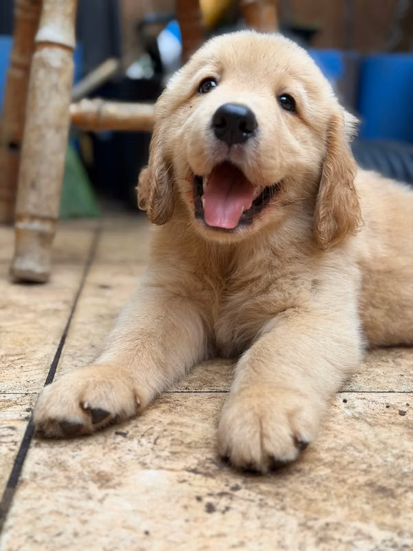 Golden Retrievers for delivery