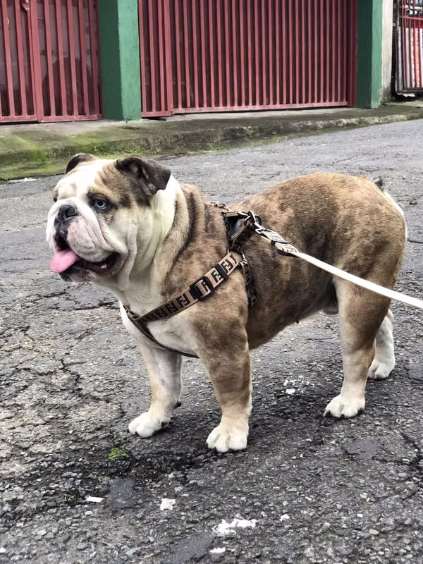 BEAUTIFUL MALE BULLDOG ENGLISH EXOTIC