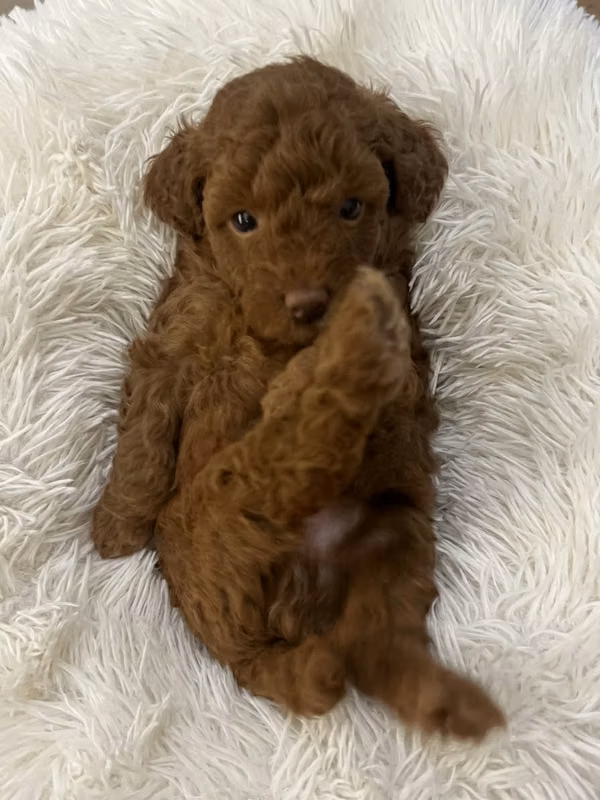 FRENCH POODLE RED