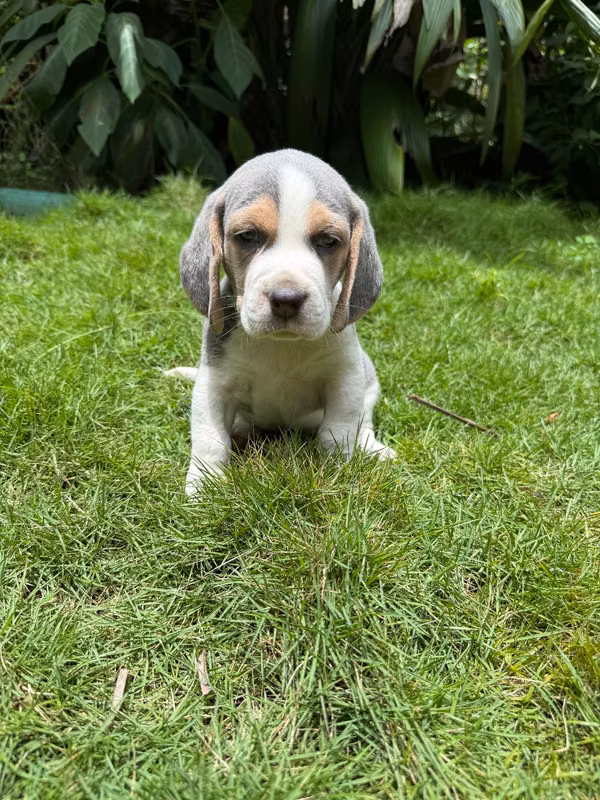 Beagle Blue