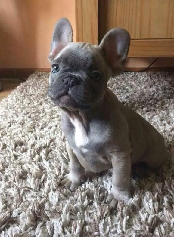 MACHITO BULLDOG FRANCES