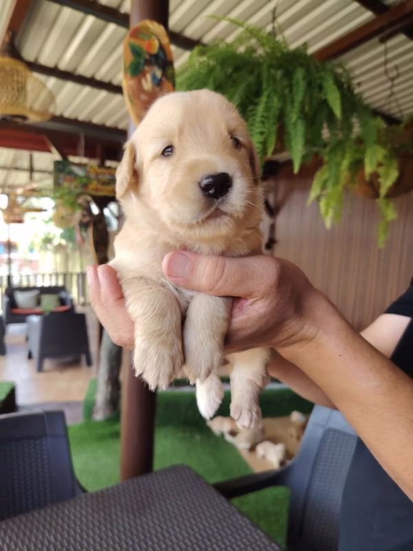 Cachorros Golden Retriever