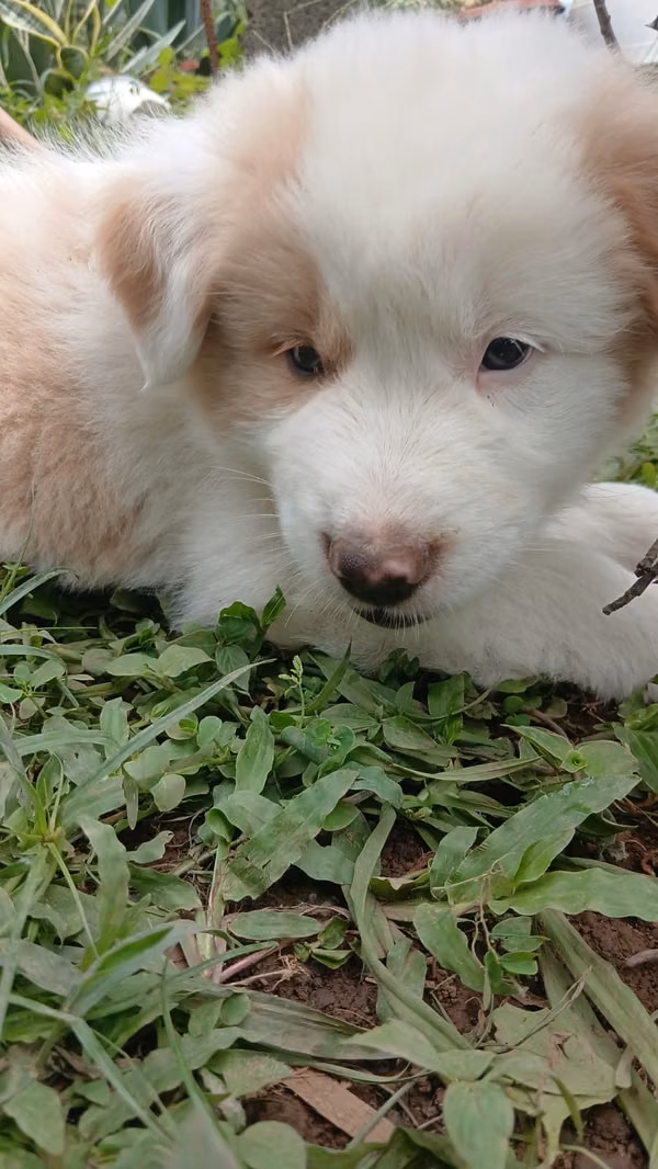 Pure Cachorros Border Collie (male and female)