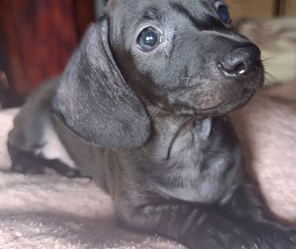 Mini sausages