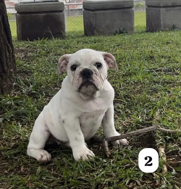 Bulldog inglés 