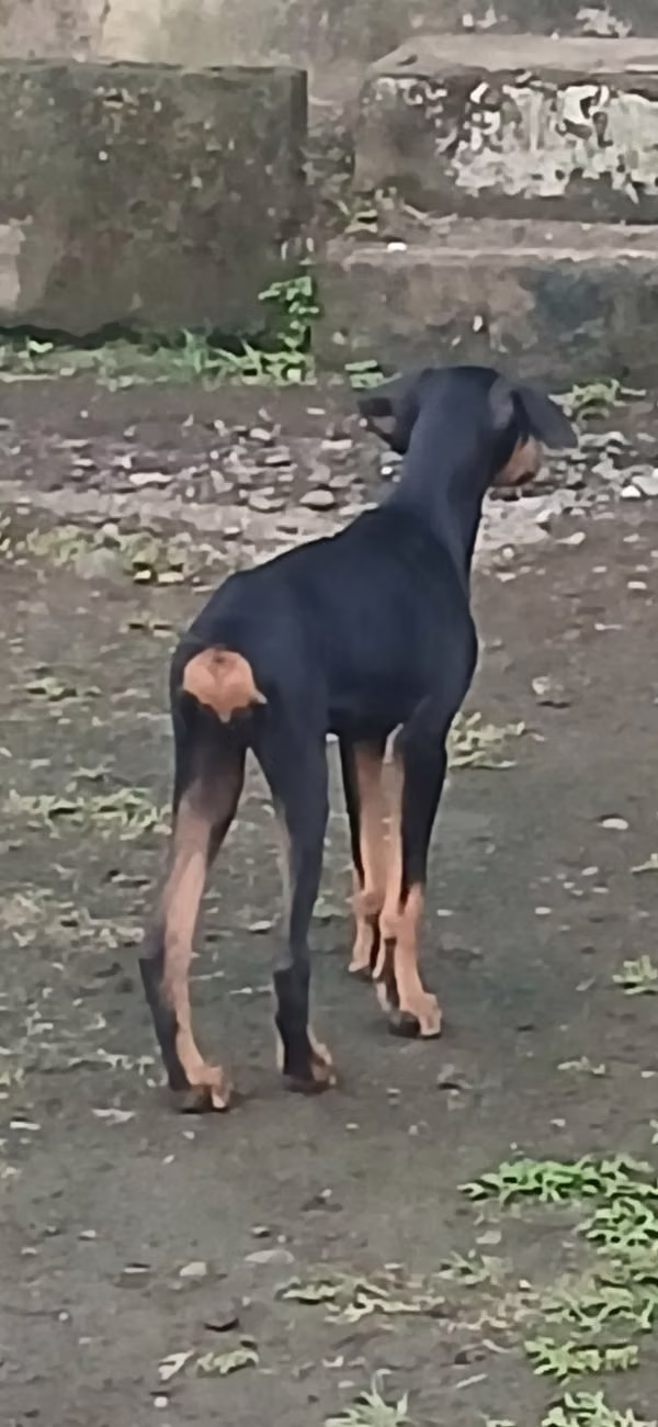 I sell pup they watch out for vaccine a day goes for 3 months
