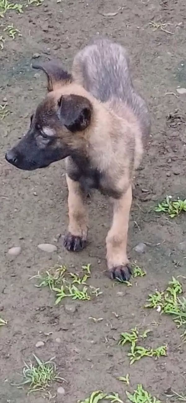 Veno