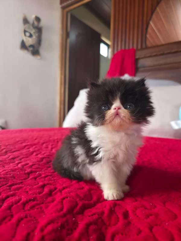 Persian extreme cat