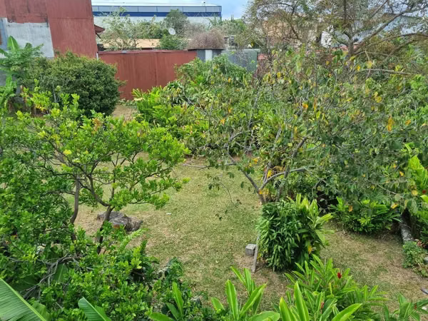 Zapote Terreno Suelo Mixto