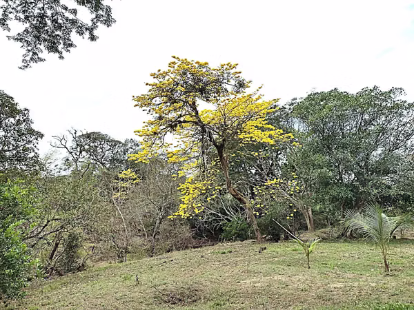 Venta finca OROTINA  Bajamar 70 MILL COL FINANCIAMIENTO