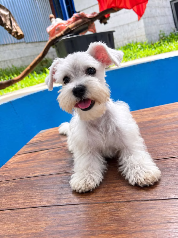 White miniature schnauzer