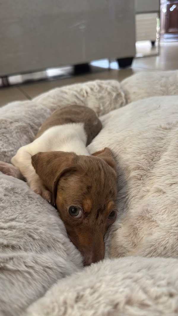 Baby salchi