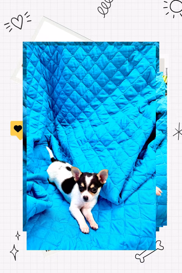 Chiguagua two months